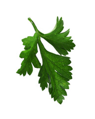 Wall Mural - Fresh parsley sprig in air isolated on white