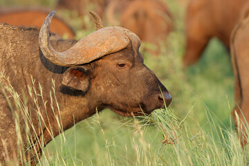 Wall Mural - portrait of an african or cape buffalo (syncerus caffer), madikwe game reserve, south africa.