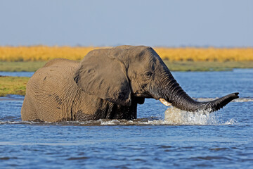 Wall Mural - an african elephant (loxodonta africana) crossing the chobe river, chobe national park, botswana.