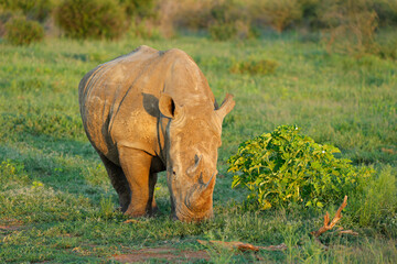Wall Mural - endangered white rhinoceros (ceratotherium simum) in lush green natural habitat, south africa.