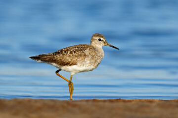 Wall Mural - a small wood sandpiper (tringa glareola) in shallow water, chobe national park, botswana.
