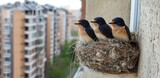 Three young swallow chicks in a nest under the roof are waiting for food