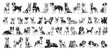 © Анна Лепеха - large set of dogs - collection of different dog breeds