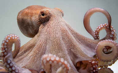 close-up of an octopus and its arms and tentacles on bright background