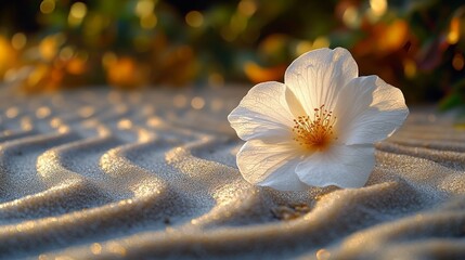 Poster - White flower on rippled sand with morning sunlight and soft bokeh in the background. Serenity and nature's beauty concept