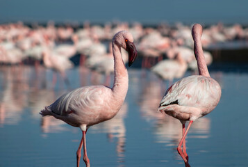 Wall Mural - African wild birds. A flock of pink flamingos on the blue lagoon against the bright sky