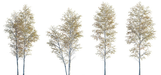 Wall Mural - betula pendula autumn trees isolated png on a transparent background premium cutout (silver birch, w