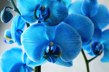 Wall Mural - Beautiful blue orchid flower on light grey background, closeup