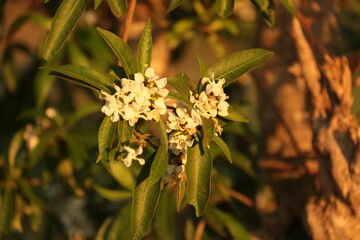 Wall Mural - Closeup shot of Osmanthus flowers with green foliage in golden sunlight