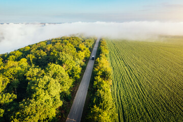 Poster - A white dense fog covers the road and the forest on a fresh sunny morning from a bird's eye view.