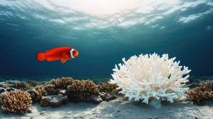 Poster - Ocean acidification idea. A vibrant clownfish swims near a beautiful coral reef in crystal clear waters.