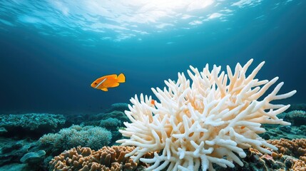 Poster - Ocean acidification idea. A vibrant underwater scene featuring coral reefs and a colorful fish swimming gracefully.