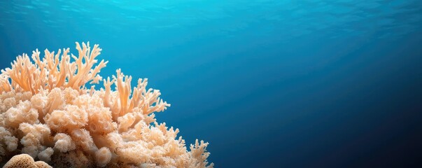 Poster - Ocean acidification concept. Vibrant coral reef under clear blue water, showcasing marine biodiversity and beauty.