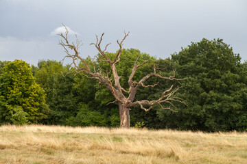 hamstead heath