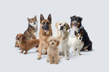 Group of different dogs looking at camera