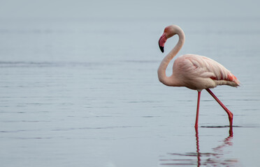 Wall Mural - Wild african bird. Pink  african flamingo on  the blue lagoon on a sunny day