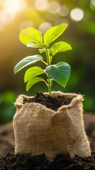 Poster - Young green plant in burlap sack with sunlight, fresh leaf details. Nature growth and eco-friendly gardening concept