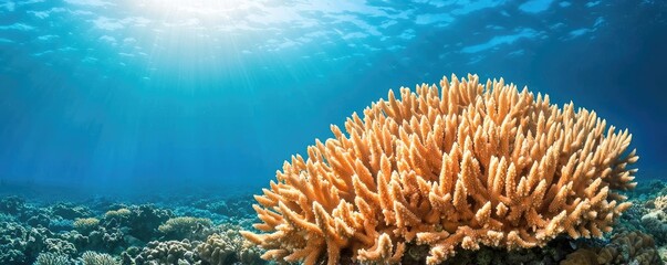 Poster - Ocean acidification idea. Vibrant coral reef thriving beneath crystal-clear ocean water.