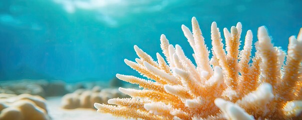Poster - Ocean acidification idea. Vibrant coral reef showcasing intricate underwater life and breathtaking colors.