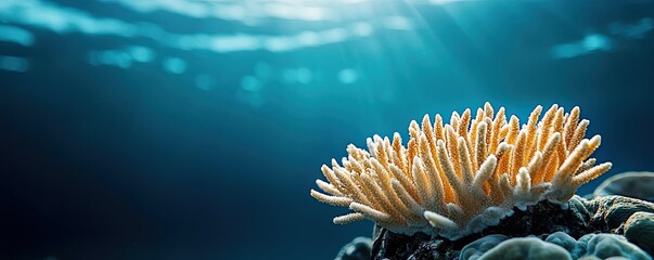 Poster - Ocean acidification concept. Vibrant coral reef under clear blue water with sunlight penetrating the surface.
