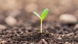 © Jiraporn - Earth day environmental idea. A small green seedling emerges from rich brown soil, symbolizing new growth and life.