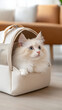 © Cozy Art - Fluffy white cat resting in an open pet carrier at home