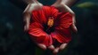 © Nicoum - hands holding a crimson hibiscus, the dramatic bloom contrasting with their gentle clasp in a deeply intimate moment