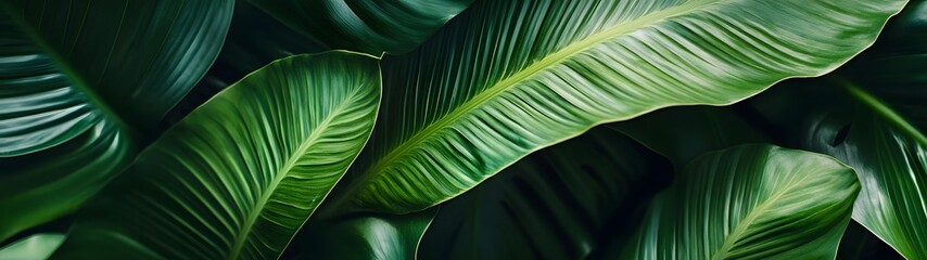 Aufkleber - Lush verdant background filled with a variety of tropical palm leaves and other dense foliage  The vibrant green tones and organic patterns create a serene natural environment