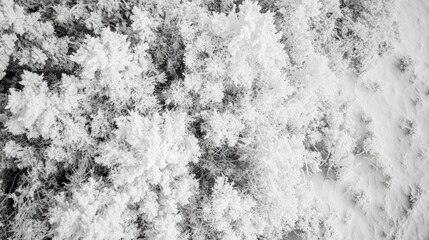 Canvas Print - Snowy Forest Landscape