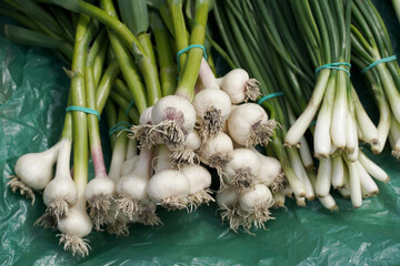 Wall Mural - Spring bunches of young garlic and onions at the market. Harvest greens with natural stems. Organic bulb with young shoots. Concept of harvesting and farming in garden or field.