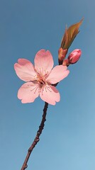 Poster - Pink flower in bloom with visible stamens and a closed bud on a thin branch against a clear blue sky, capturing the essence of spring and new beginnings