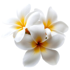 Poster - White and yellow plumes in a natural setting with soft focus background isolated on transparent background.