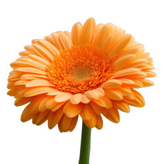 Poster - Single orange flower with green leaves against a neutral background in natural light isolated on transparent background.