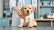 © NAD SANG PAP - Gentle interaction between veterinarian and golden puppy veterinary clinic heartwarming moment indoor close-up