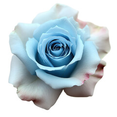 Poster - Blue rose flower on a dark black background with delicate petals and contrasting colors in a close-up view isolated on transparent background.