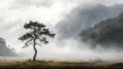 Wall Mural - Serene Isolated Pine Tree Standing Alone in Foggy Landscape Surrounded by Mountains and Misty Clouds