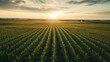 © Katya - Aerial view over cornfield on sunset