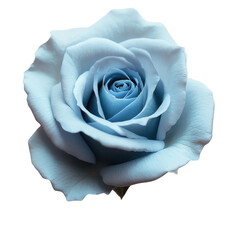 Poster - White rose on a black background showcasing delicate petals and natural beauty of the flower isolated on transparent background.