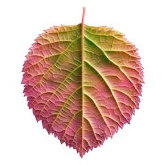 Poster - Close-up of a pink and green leaf with intricate textures and patterns on a blurred background isolated on transparent background..