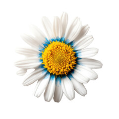 Poster - White flower with blue and yellow petals isolated on a clean background for botanical or decorative use isolated on transparent background..