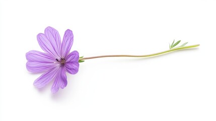 Canvas Print - Delicate purple flower with long stem on white background