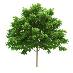 Poster - Tree with green leaves isolated on a black background for nature and design concepts isolated on transparent background..