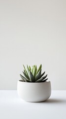 Canvas Print - Minimalist green succulent plant in white ceramic pot on white surface