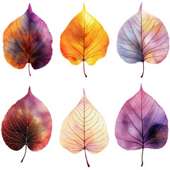 Poster - Four different colored leaves arranged on a white background showcasing autumn foliage diversity isolated on transparent background..