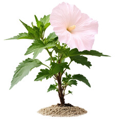 Poster - Pink flower with delicate petals on a solid black background for nature and floral design purposes isolated on transparent background..