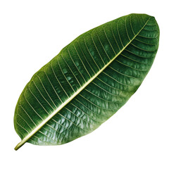 Poster - Green leaf isolated on black background showcasing natural beauty and simplicity of plant life isolated on transparent background..