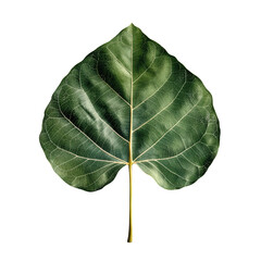 Poster - Leaf with intricate details placed against a solid black background showcasing natural textures and colors isolated on transparent background..