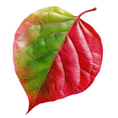 Poster - Red and green leaf on a black background showcasing natural colors and textures in close-up view isolated on transparent background..