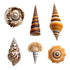 Poster - Collection of various seashells arranged on a sandy beach background with natural lighting isolated on transparent background..