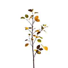 Poster - Close-up of a green plant with vibrant leaves against a neutral background isolated on transparent background..